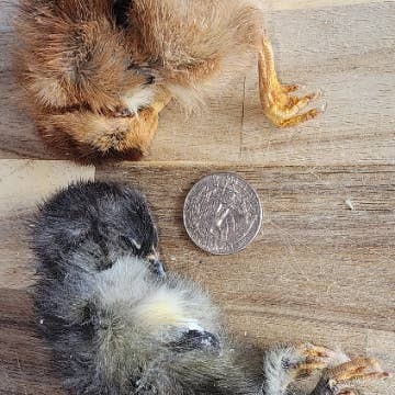 Frost Fang LLC - Wholesale Pet Treats - Dog - Dog Treat Freeze Dried Chicken - Baby (Chicks)2