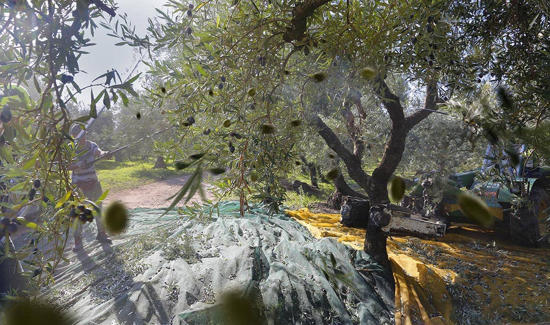 Olio Pellegrino 1890 SRL - Vente Huile d'olive - Huile d'olive extra vierge Ty Puglia Lt. 0,25 rouge3