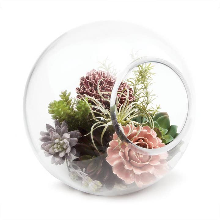 Chive - Wholesale Terrarium - Bolsk - Large Thick Glass Terrarium Container