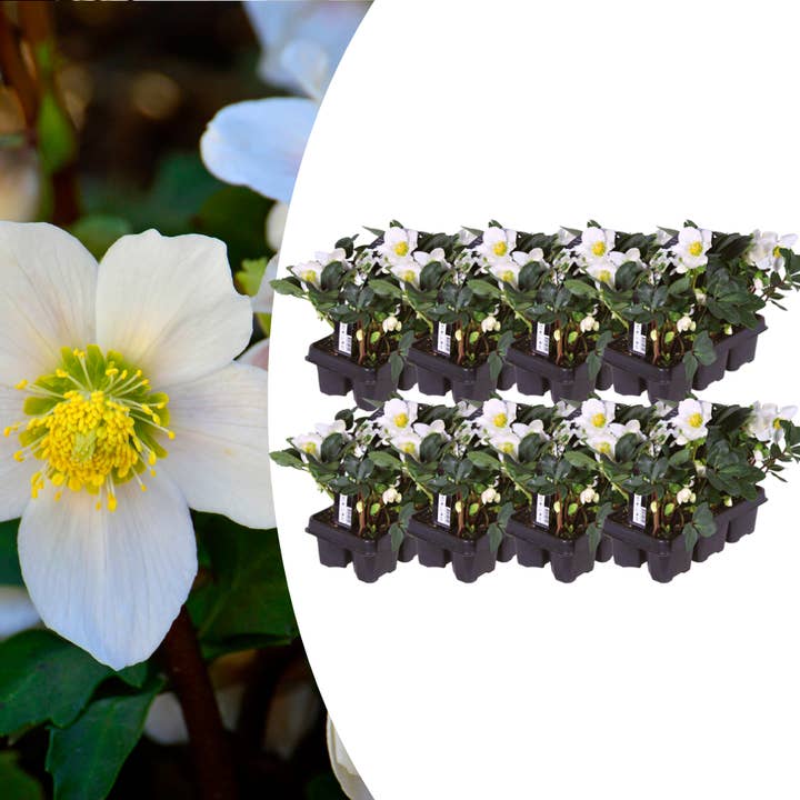 Oasis of Life - Wholesale Live Plant - Helleborus niger 'Christmas Carol' β 48 plants β Christmas roses winter bloomer β Evergreen & hardy perennials with white flowers β For garden, bed & container planting