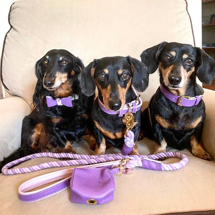 PoisePup - Wholesale Pet Collar - Dog - COLLAR - LAVISH LAVENDER