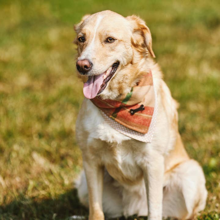 Heritage Traditions - Wholesale Pet Bandana - Dog - Heritage Hounds Tartan Dog Bandana7