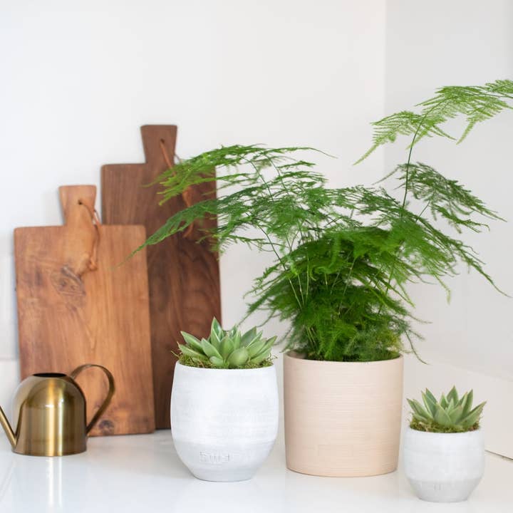 The Little Botanical – wholesale Live plant – British Grown Asparagus Fern1