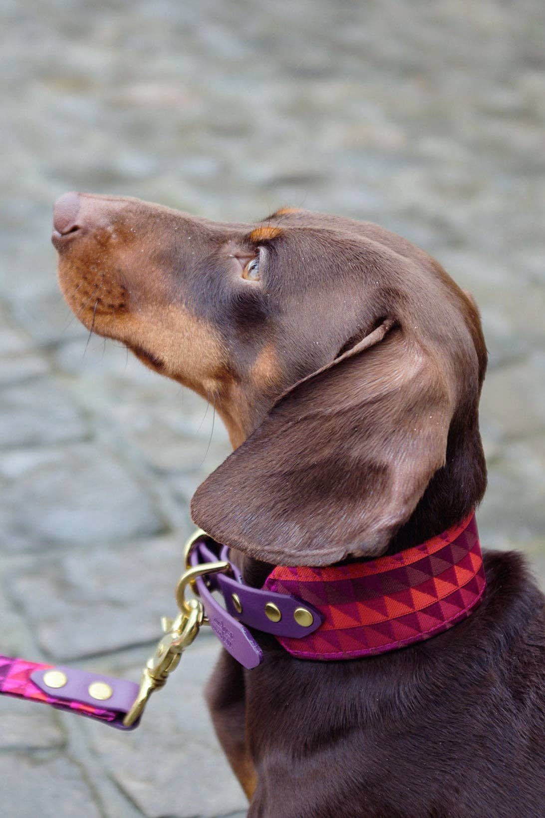 Atelier Markiz - Wholesale Pet Collar - Dog - Rio Necklace4