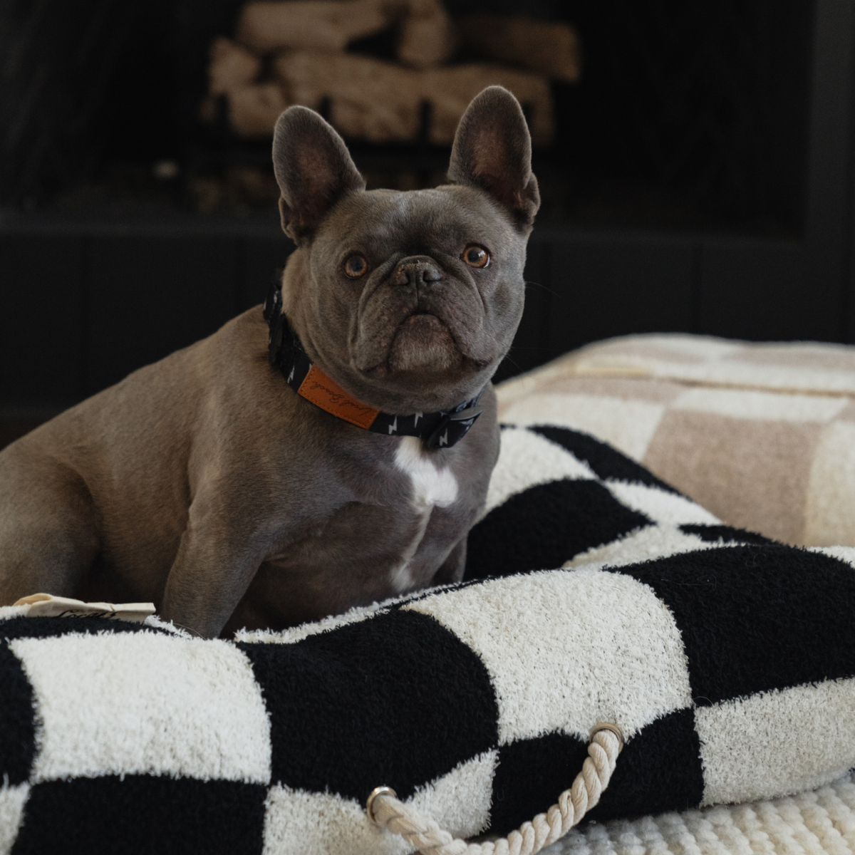 Local Beach Lightning Bolt Adjustable Dog Collar Black for wholesale on Faire7