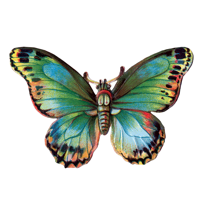 Laughing Elephant – Großhandel Aufkleber – Butterfly Box — Stickerbox für den täglichen Gebrauch2