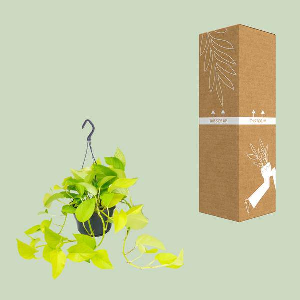 Oasis of Life – wholesale Live plant – Epipremnum Golden Pothos Ivy – Ø15cm x H25cm – Houseplant with golden yellow leaf accents – Hanging & climbing – For indoor spaces – Easy care & decorative2