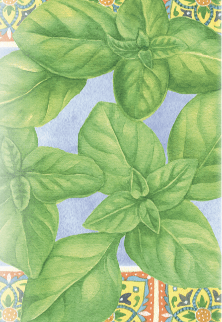 Sow True Seed - Wholesale Plant Seeds - Basil Seeds - Genovese2