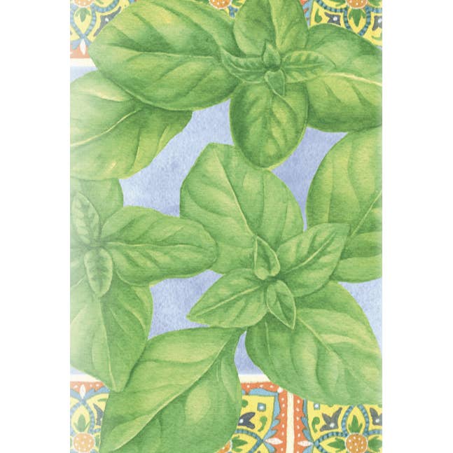 Sow True Seed - Wholesale Plant Seeds - Basil Seeds - Genovese2