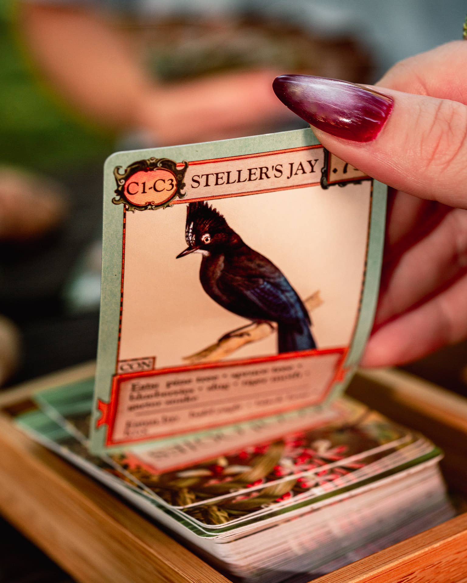 Montrose Biology - Wholesale Card Game - Ecologies Card Game10