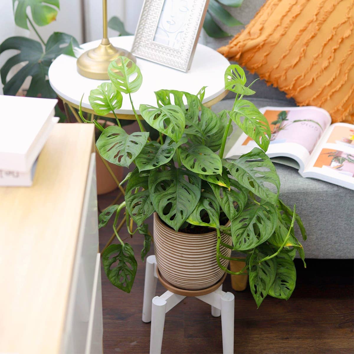 Best Plant Friend - Wholesale Live Plant - Monstera Adansonii 'Swiss Cheese' - Live Plant - 4/6 inch6