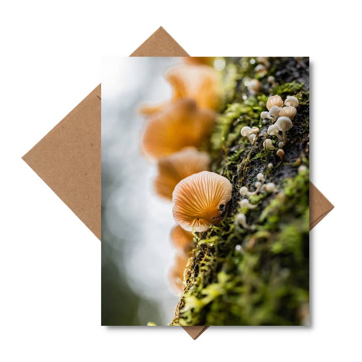 Andrea Morris Art - Wholesale Stationery/Notecard Set - Mushroom Card Variety Pack (5 Different Cards + Envelopes) 2