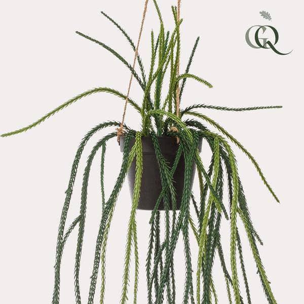 Oasis of Life - Wholesale Artificial Plant - Artificial Plant Rhipsalis – Coral Cactus – 85cm – High-quality Artificial Hanging Plant without Thorns – Evergreen Decorative Plant for Living Room, Office & Interiors – Maintenance-free & Durable1