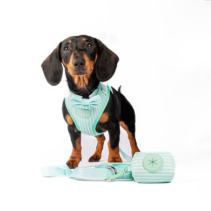 Wildling Pet Co. – Großhandel Fliege für Haustiere – Hund – Minty Hundeschleife