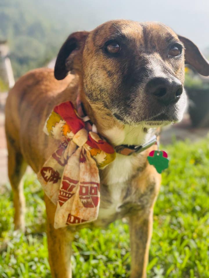 Fiocco per Animali Domestici Saree | Grande per la vendita all'ingrosso da parte di Asha Project