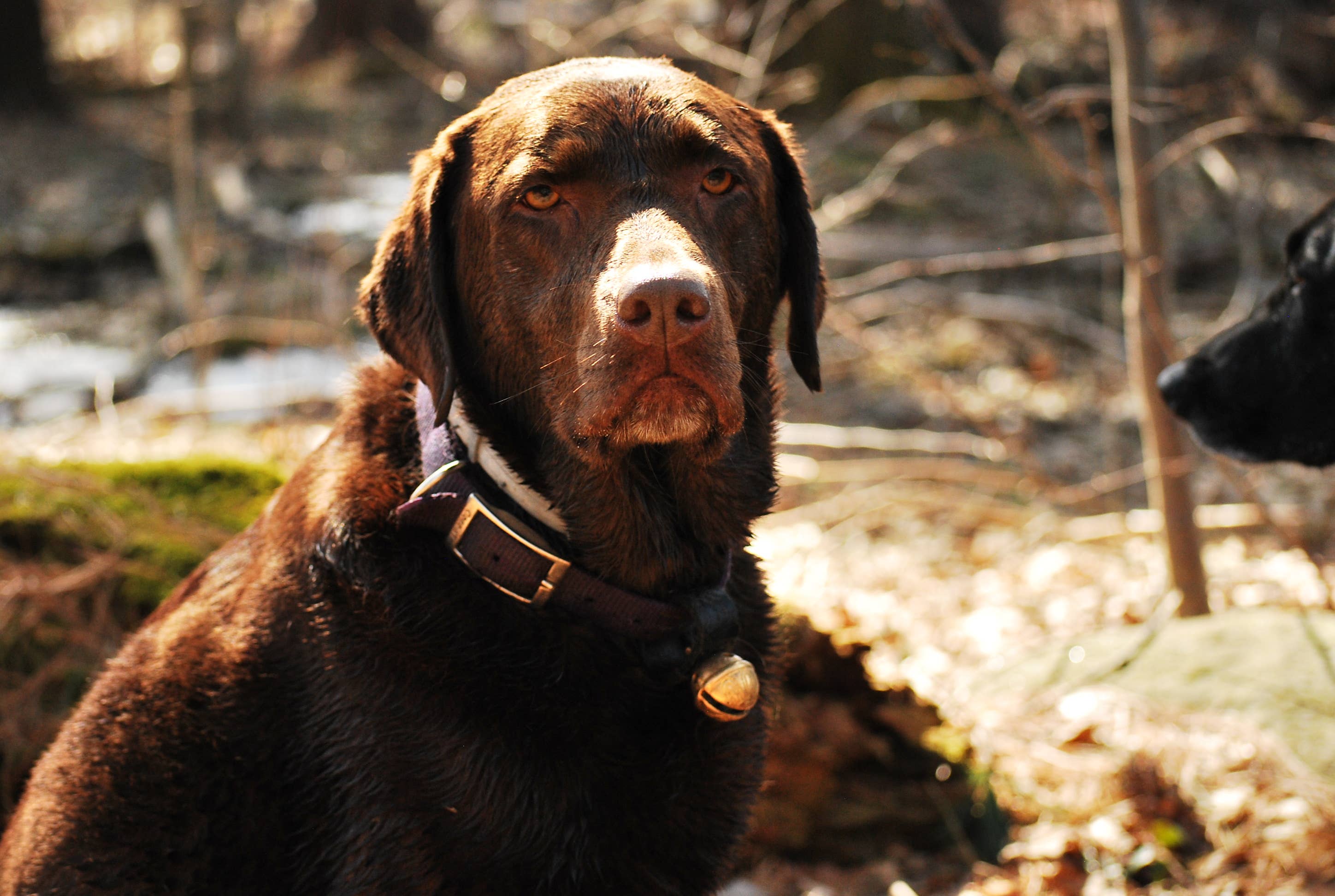 New England Bells - Wholesale Pet Collar - Dog - Dog Collar Bell Set, 30 #2 sized Bells with a Display Box5