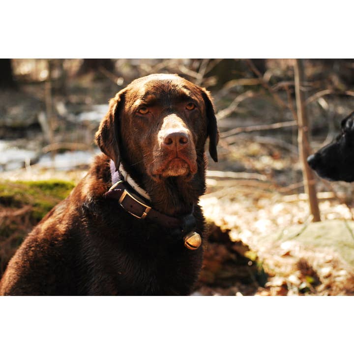 New England Bells - Wholesale Pet Collar - Dog - Dog Collar Bell Set, 30 #2 sized Bells with a Display Box5