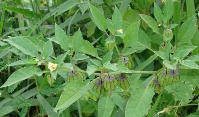 The Rike - Wholesale Loose Tea - Physalis angulata tea tam bop Angular gooseberry 2 packx100g6