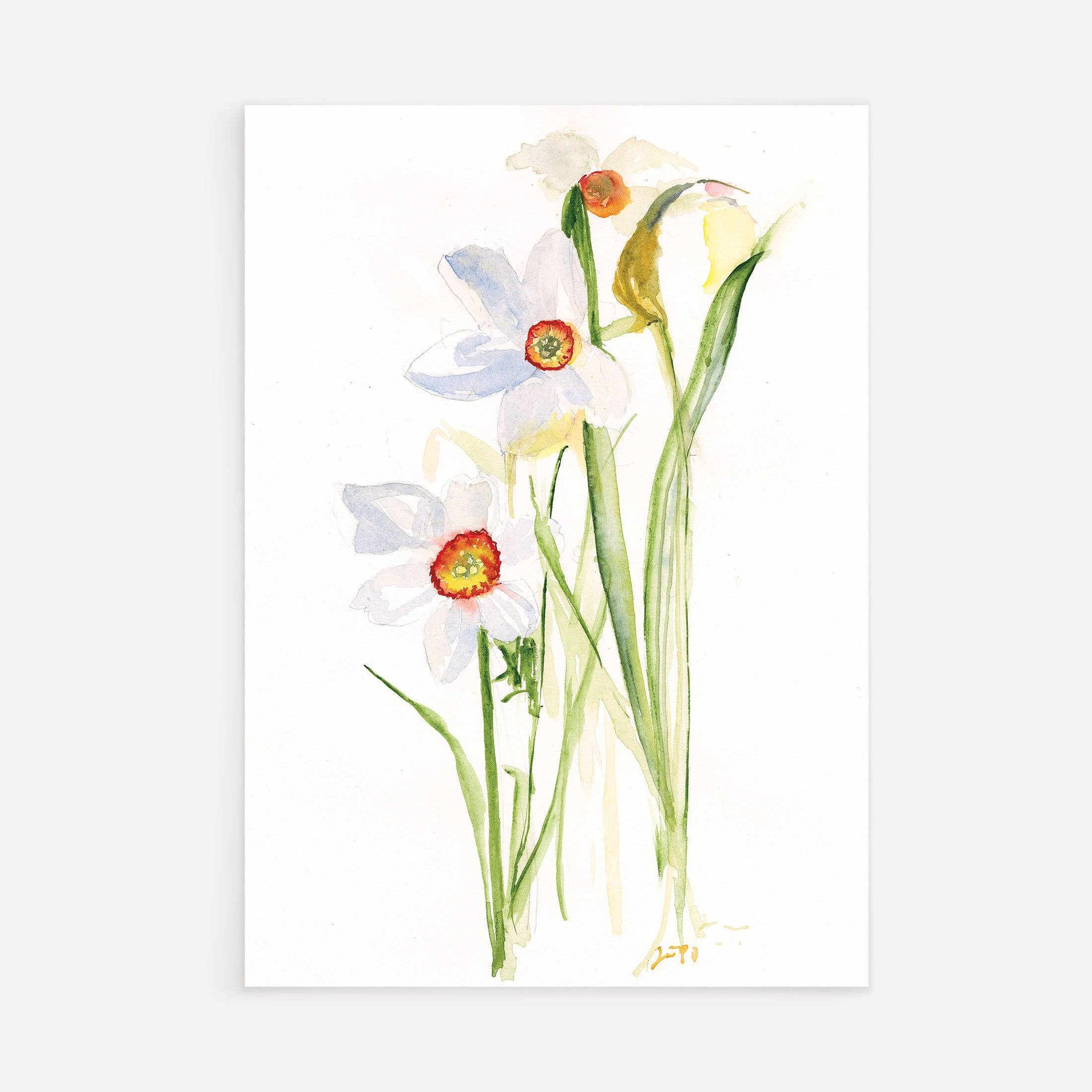 Ping He Art - Wholesale Postcard - Daffodil Narcissus Recurvus postcard0