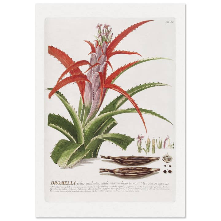 Bromella for wholesale by Maison de Paloma