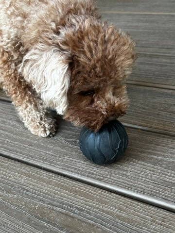 Hollow Treat Ball – The Bentli for wholesale by Flexifetch