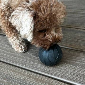 Flexifetch - Wholesale Pet Chew Toy - Dog - Hollow Treat Ball – The Bentli1