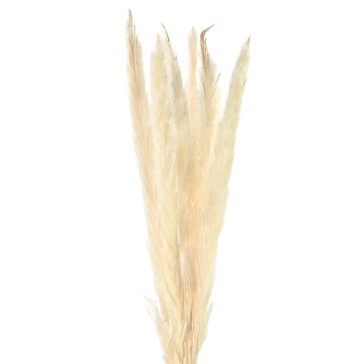 Botanico Ltd. - Wholesale Dried/pressed flowers - Mini Pampas Grass