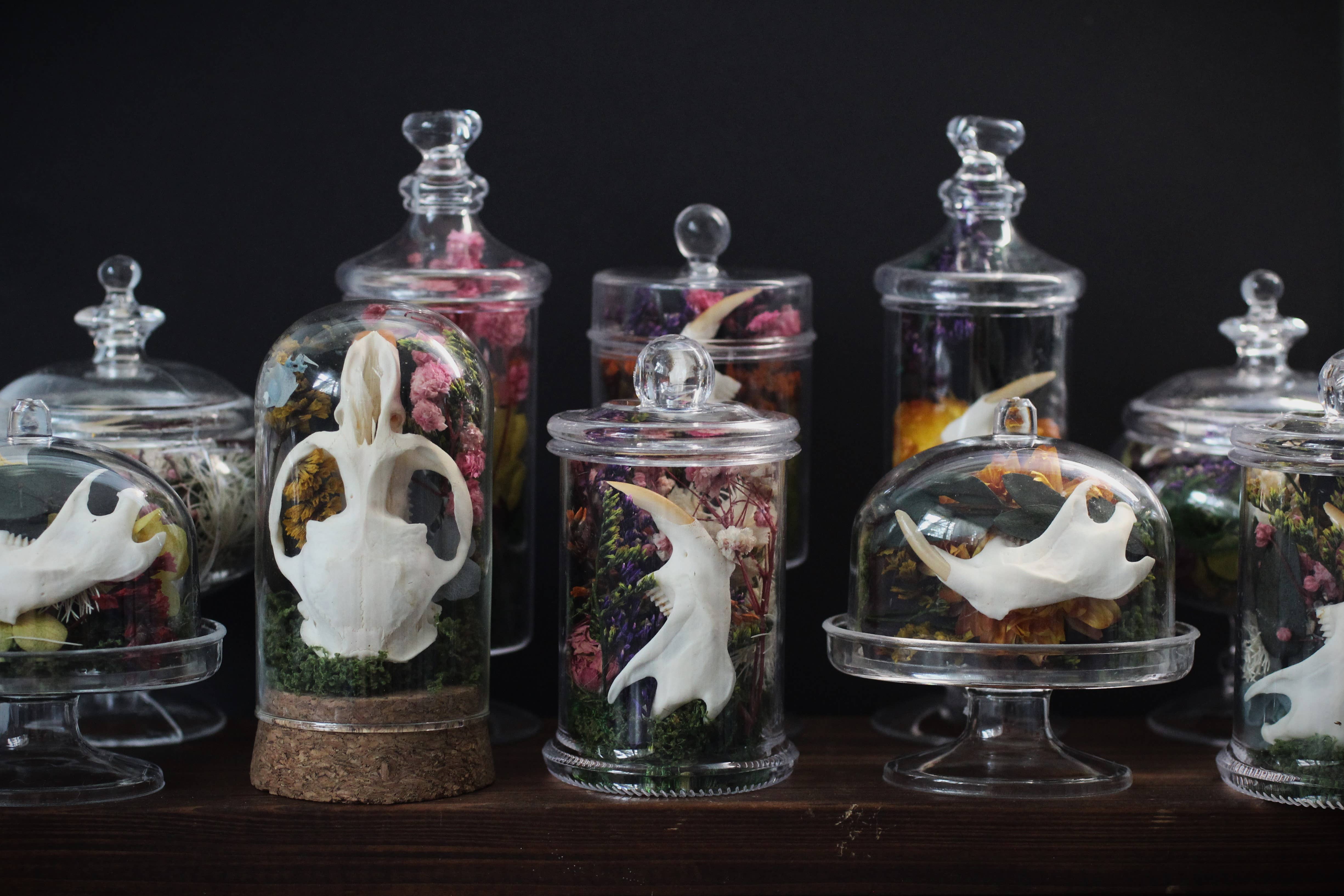 Kitty Bomb Curios - Wholesale Apothekers-pot - Mini Bone Terrarium Apothekerspotten1