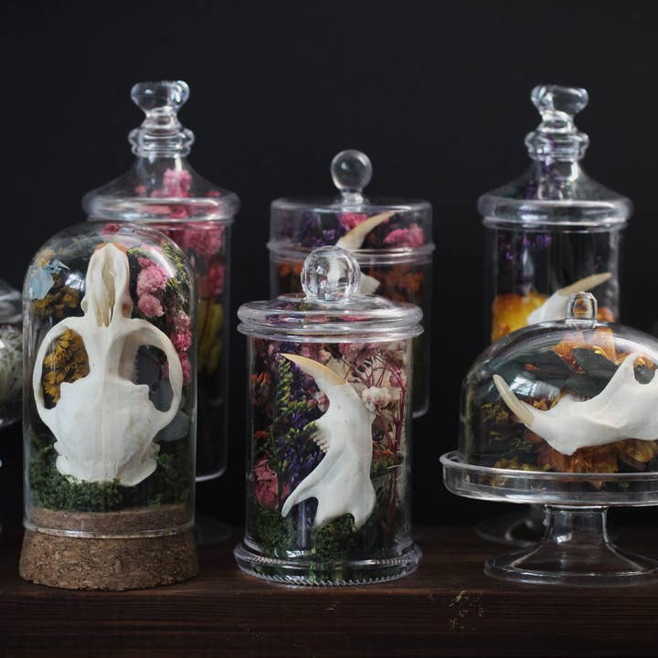 Kitty Bomb Curios - Wholesale Apothekers-pot - Mini Bone Terrarium Apothekerspotten1