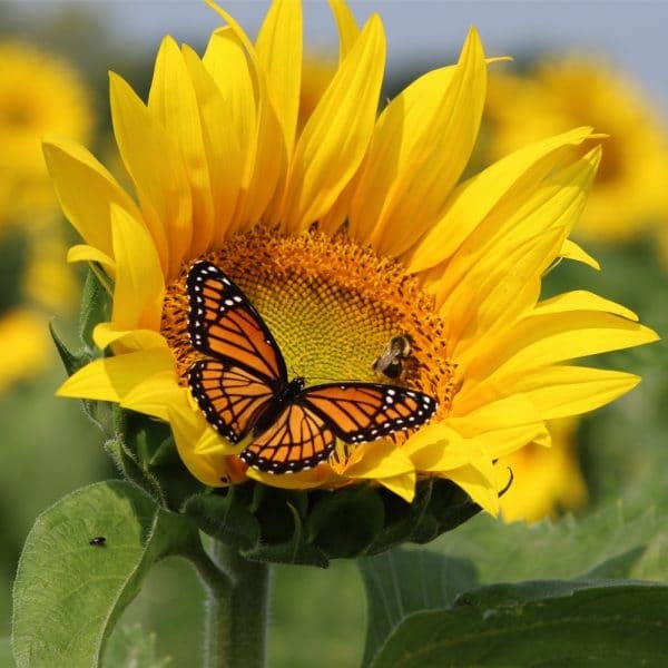 Sunflower for wholesale by Zen Puzzles
