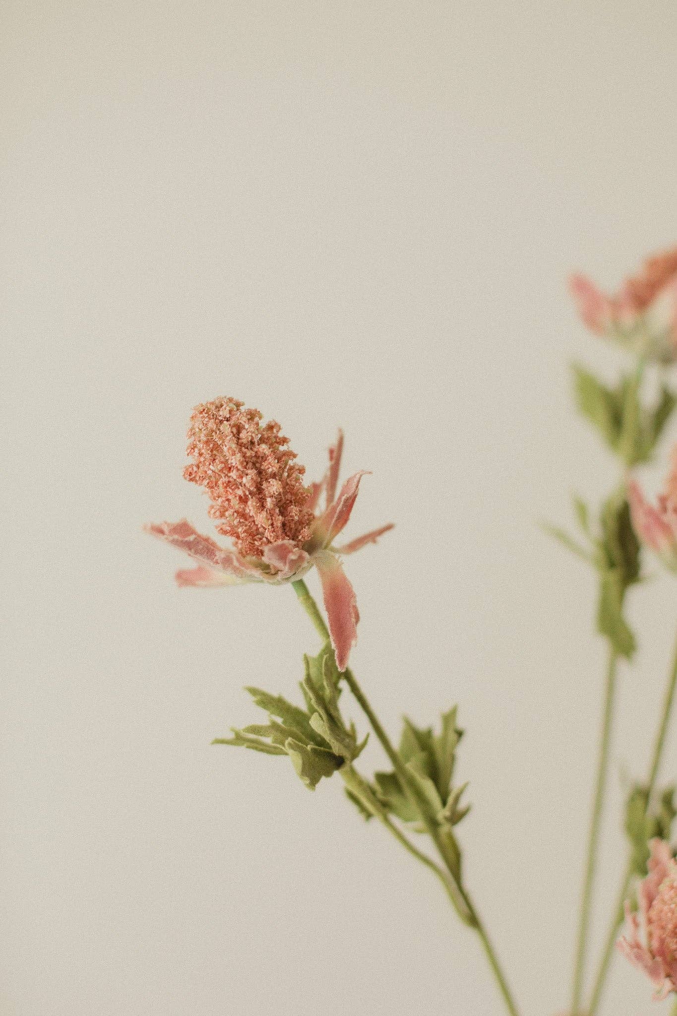 Eucalypt Co. – wholesale Artificial flowers – Bell Thistle2