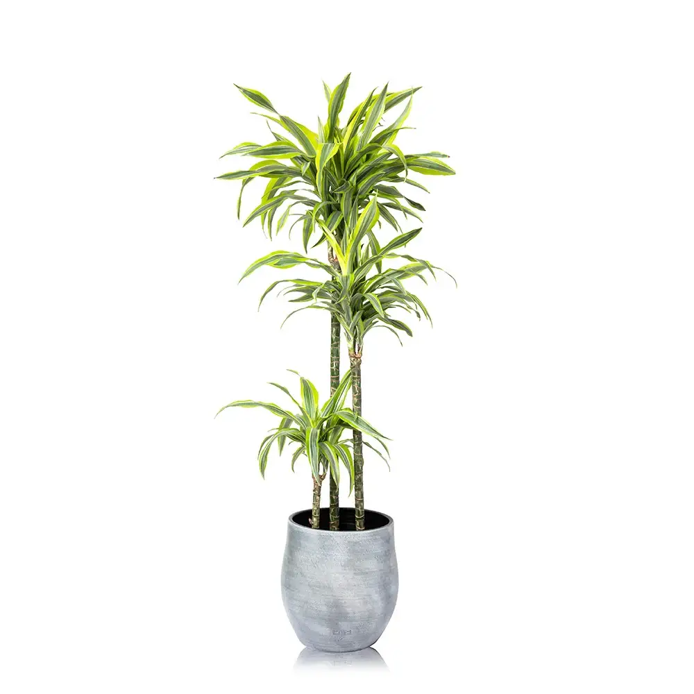 The Little Botanical – wholesale Live plant – Dracaena Deremensis (Lemon Lime)2