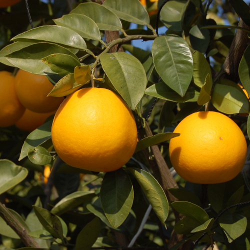 KANKITSU LABO - Wholesale Hard Candy - Dry Candied Japanese Citrus Peel | Kawachi Bankan (かわちばんかん)3