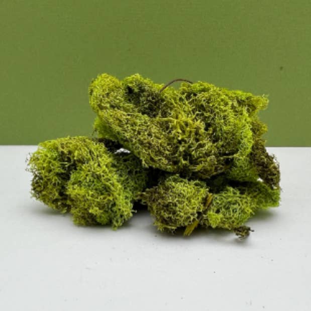 Preserved Reindeer Moss - 0.5oz by Weight for wholesale by Mystical Woodlands