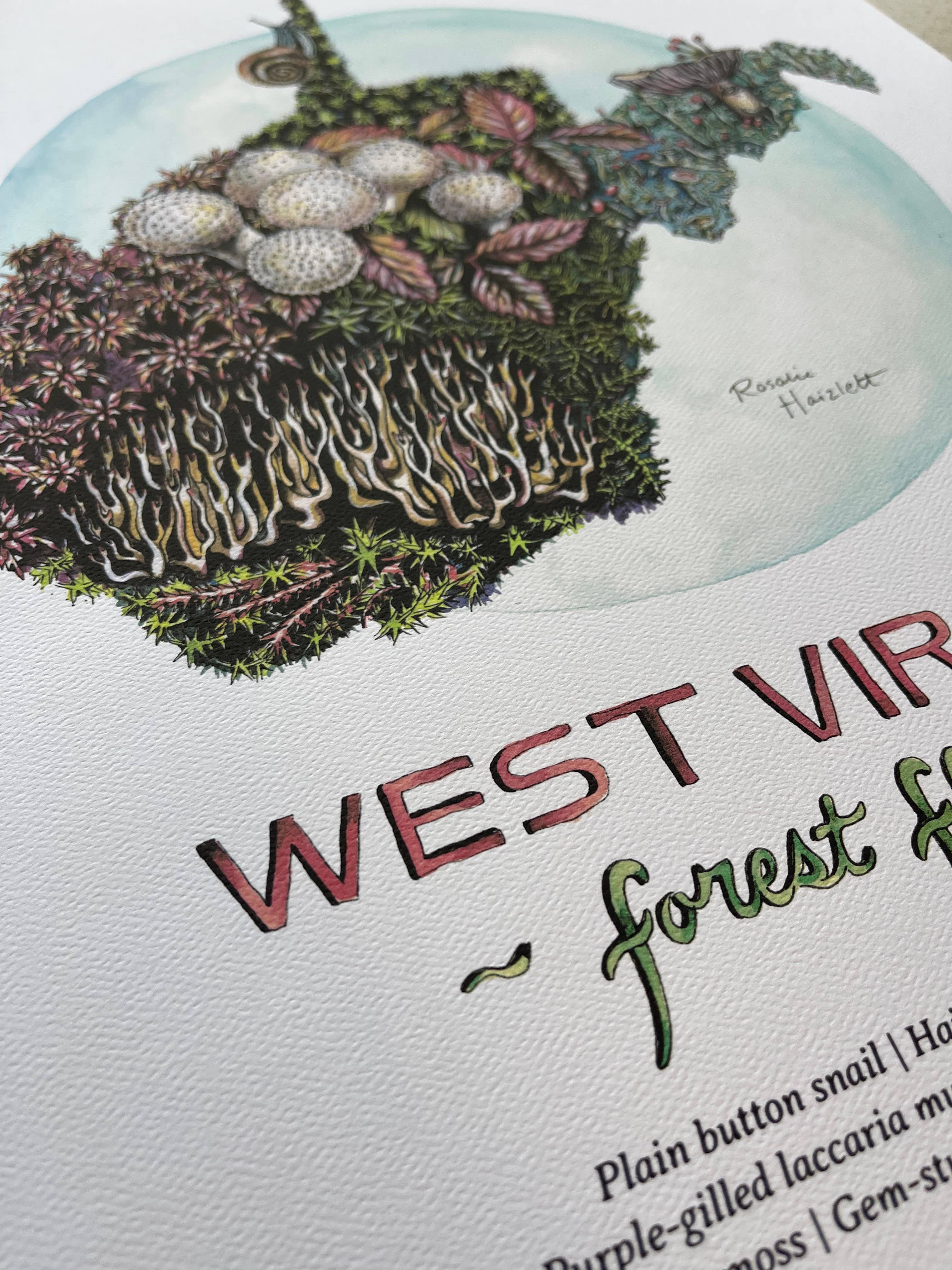 Rosalie Haizlett Illustration – Engroshandel Kunsttryk – West Virginia Skovbunden - Akvarel Kunsttryk4