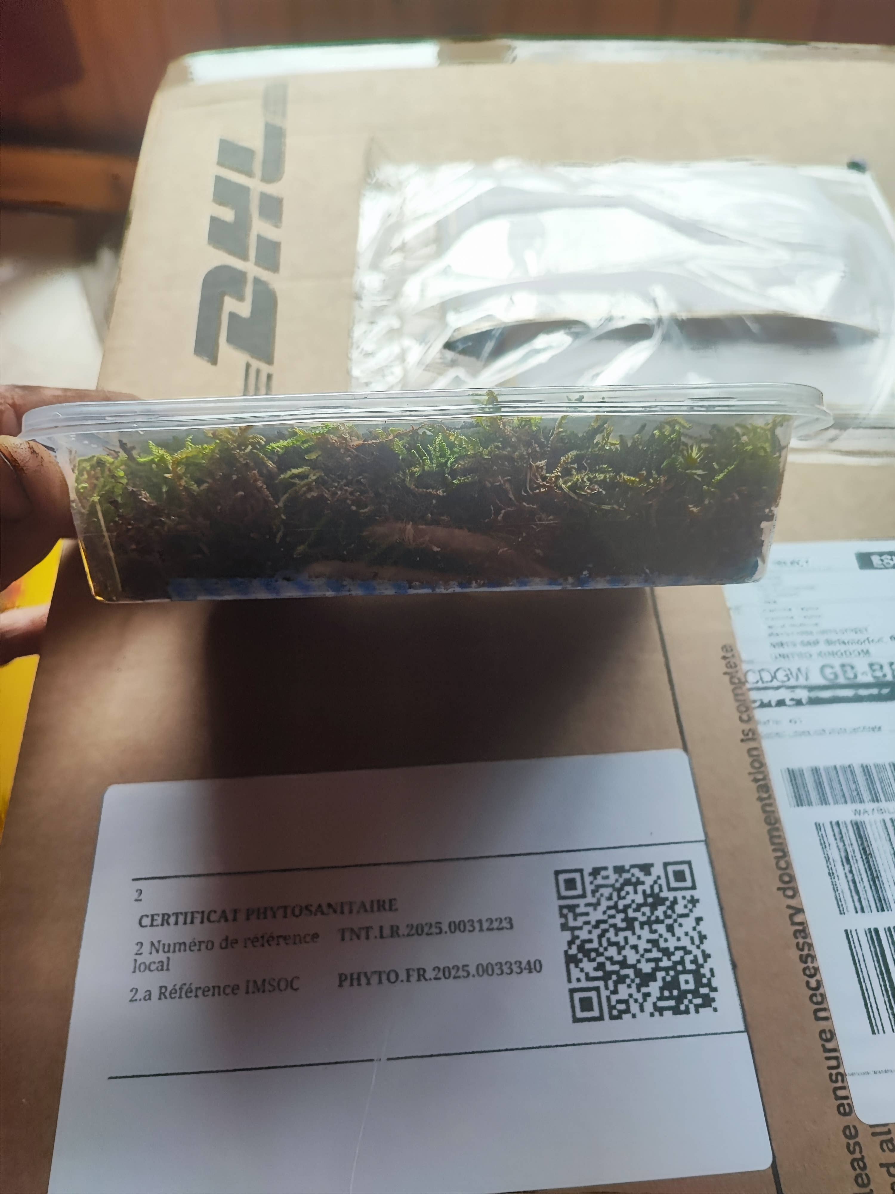 Moss wholesale - Wholesale Live Plant - Moss box for terrariums cushion, bun, sheet, fern, tree moss3