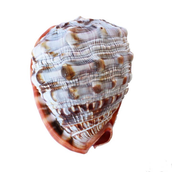 Cameo Seashells - Cypraecassis Rufa -Choose size from 4-6.5" for wholesale by California Seashell Company