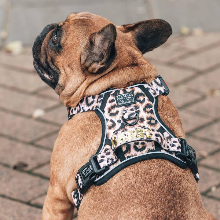 Big and Little Dogs – wholesale Sele - Hund – DEN ALLROUNDARE HUNDSELEN: Lyxig Leopard4