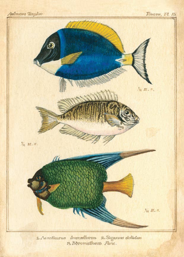 Bomo Art Budapest - Wholesale Everyday Greeting Card - Greeting Card + Envelope70