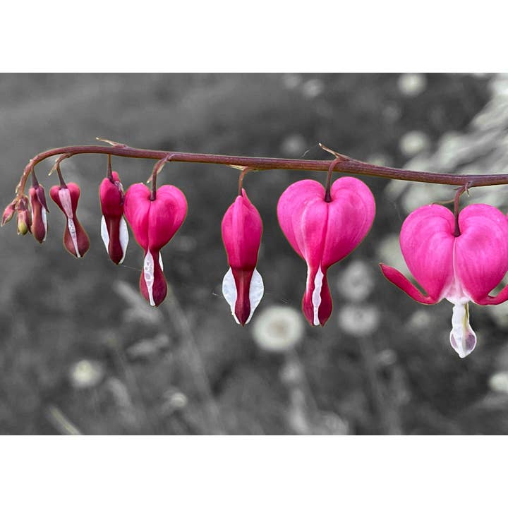 Carte de vœux Photographie Fleur Cœur saignant_01 pour la vente par PhotoWord Art