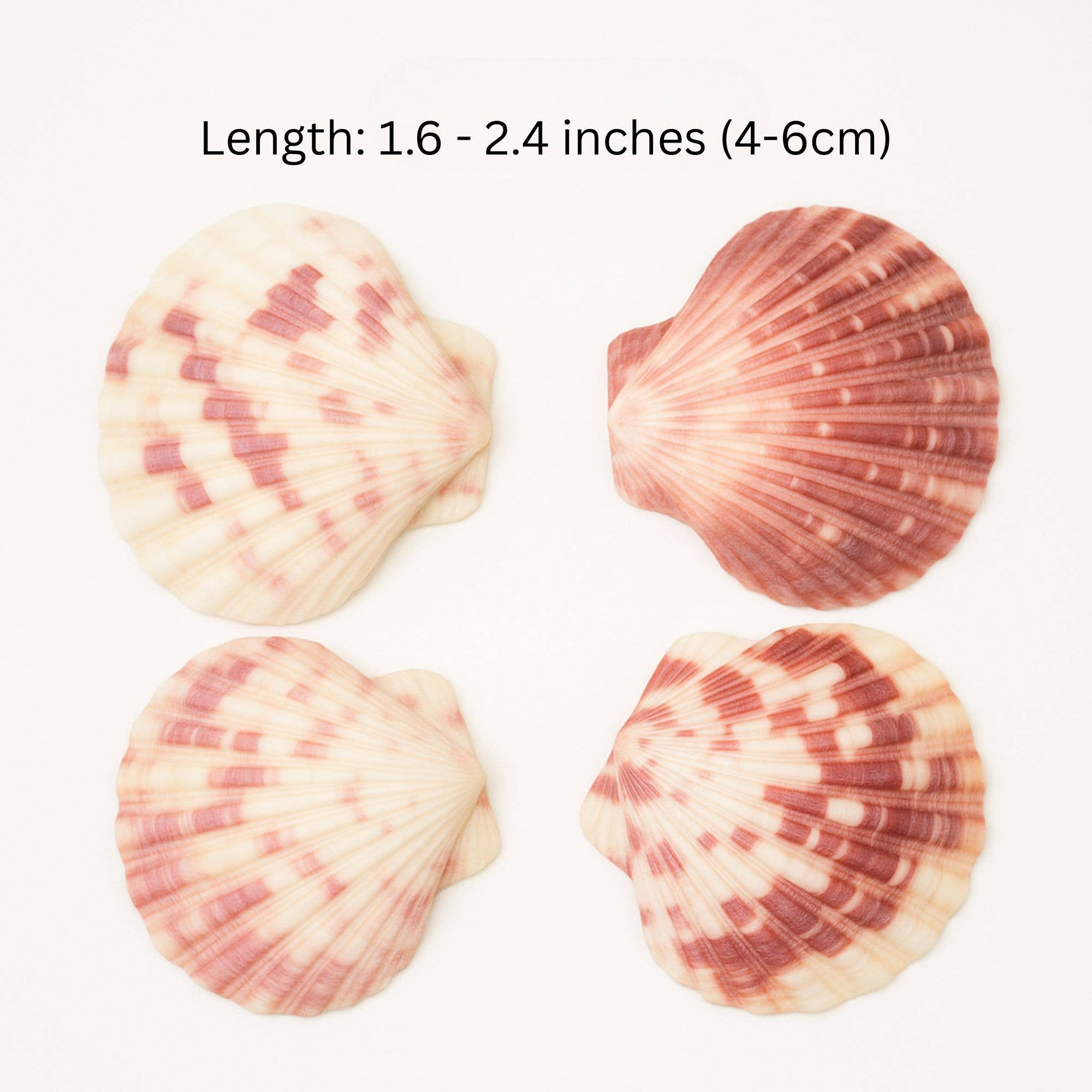 GLifee – Engroshandel Håndværk forsyninger – Kammuslingeskaller til Håndværk, Dekoration, Gave Engros1