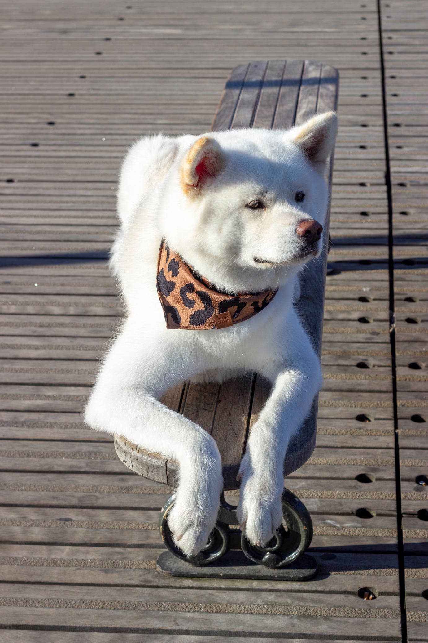 Atelier Markiz - Wholesale Pet Bandana - Dog - Bandana Wild2