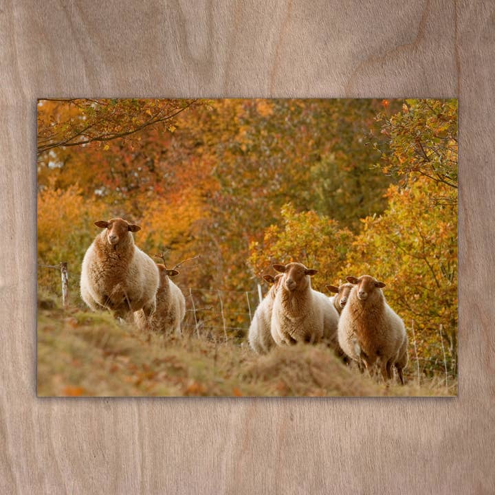 Postkarte, eye0103, Querformat für den Großhandel von eye-comm