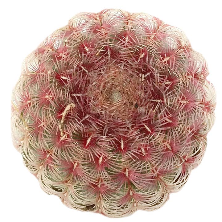 Best Plant Friend - Wholesale Succulent - Rainbow Hedgehog Cactus Echinocereus rigidissimus9