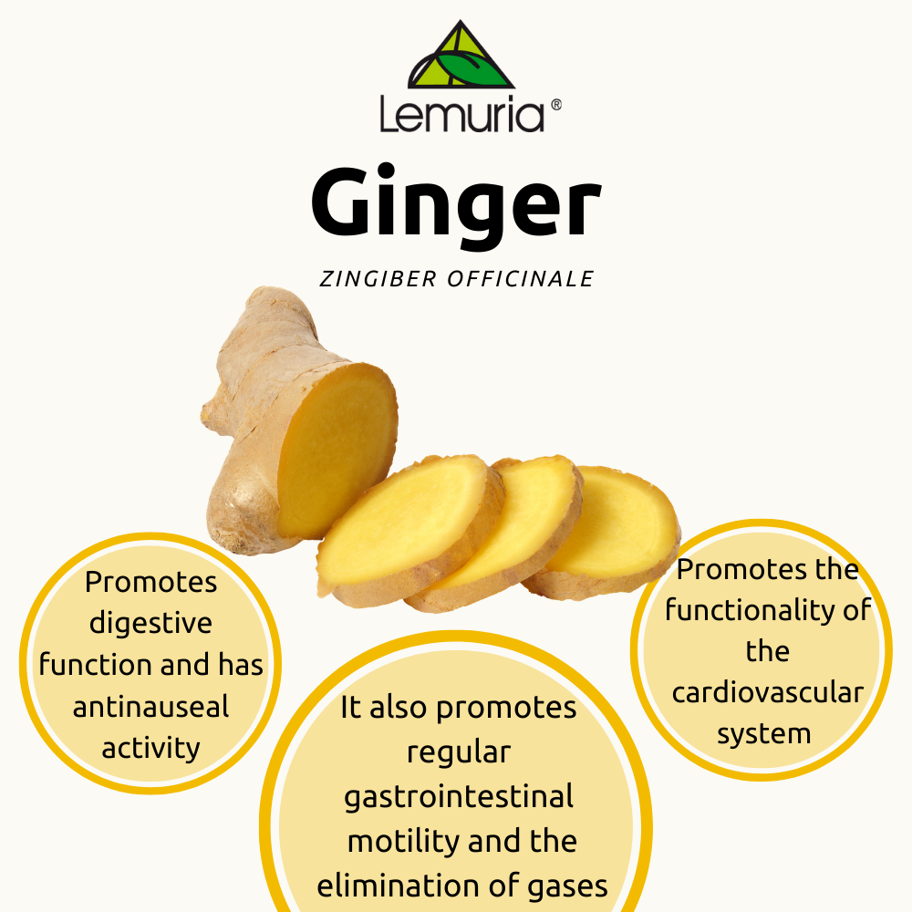 Lemuria – Großhandel Nahrungsergänzungsmittel/Vitamin zum Einnehmen – Total Extract Supplement für die Verdauung - INGWER 30 ml2