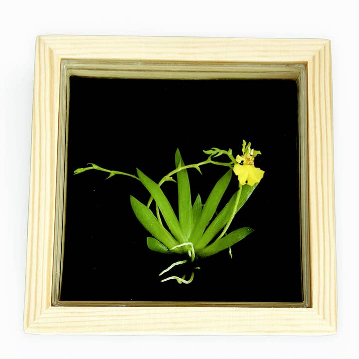 bloomify - Wholesale Live Plant - Bloomify Live Orchid Picture with frame, Maintenance Free Orchid, Psygmorchis Pusilla, Live Green Wall Décor, Blooming, No Green Thumb Necessary, Great for Work, Home, Wall Décor, Unique Gift.
