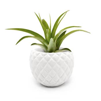 Triangle Stripe Planter, USA Plant Pot, Paintable Pottery | Faire.com