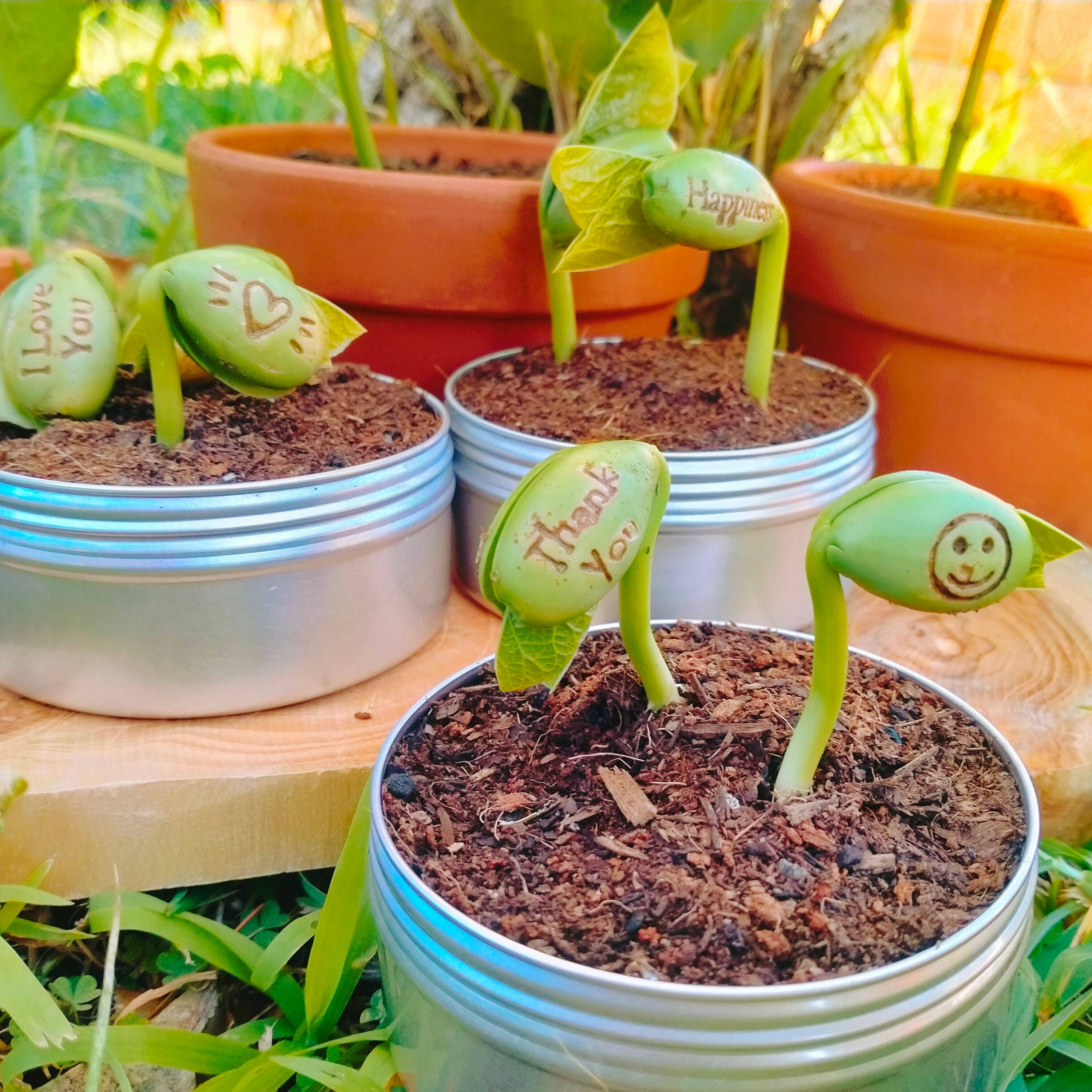 Live Love Bean - Wholesale Plant seeds - Magic Beans (Engraved Seeds) - Loose5