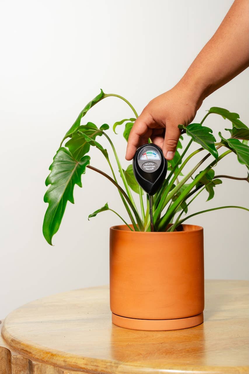 Classy Casita – Engroshandel Haveværktøj – Fugtighedsmåler (sort)3