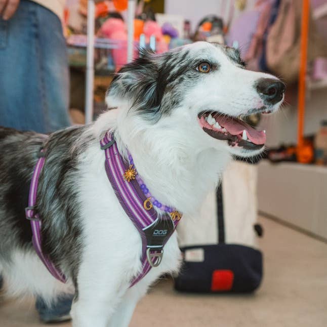 Aura - Vendita all'ingrosso Collare - Cani e gatti - Collana di perle per cane e gatto Veggente3